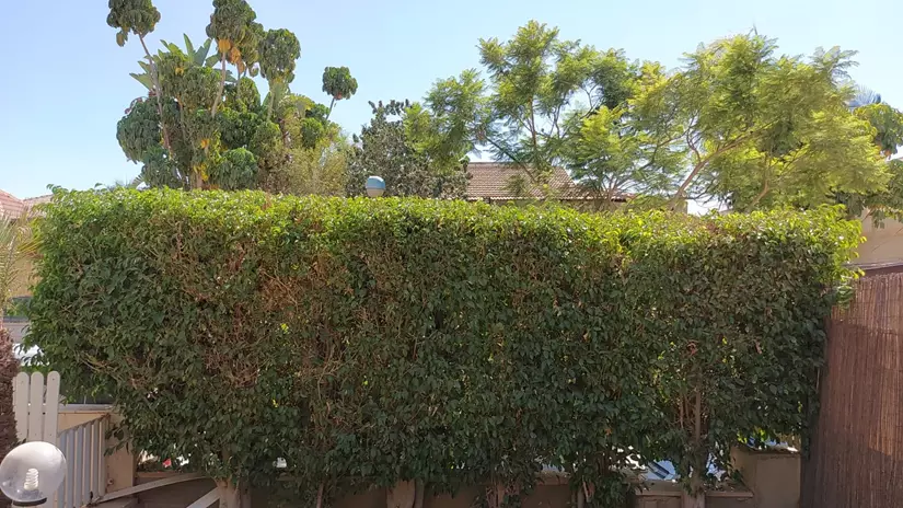 תחזוקת גינה של בית פרטי 3